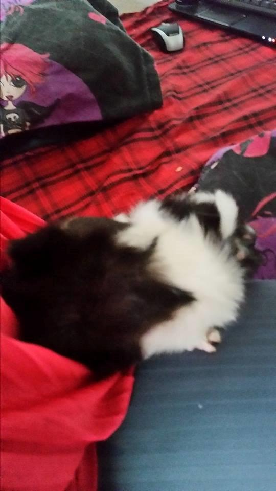 Marsvin Yin R.I.P billede 8