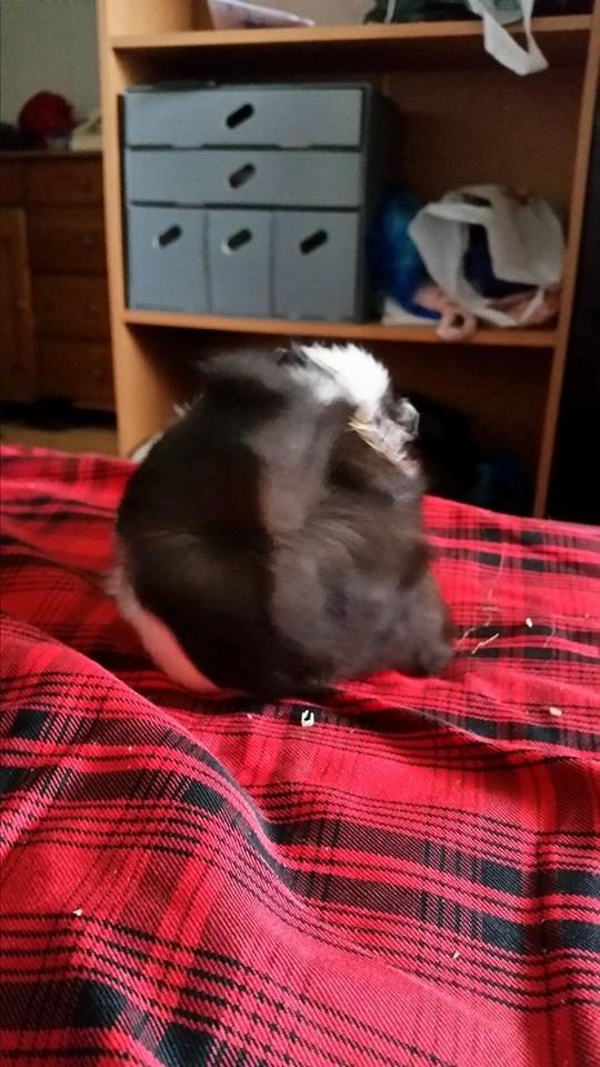 Marsvin Yin R.I.P billede 2