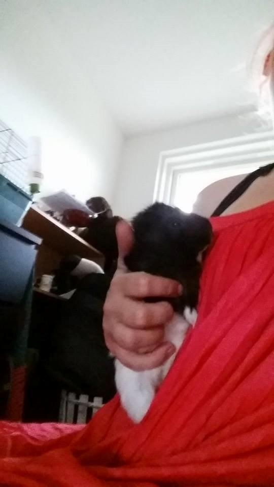 Marsvin Yang R.I.P billede 2