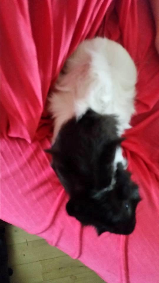 Marsvin Yang R.I.P billede 4