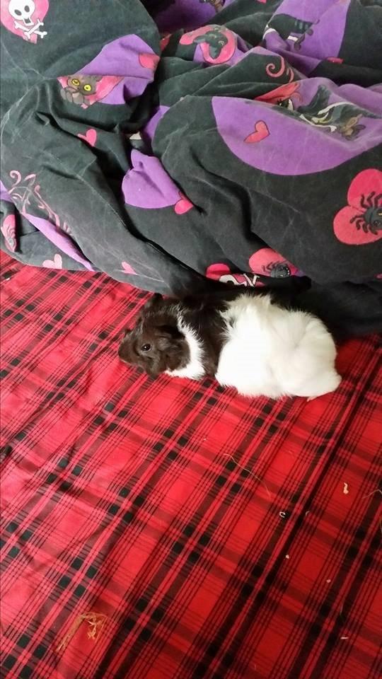 Marsvin Yang R.I.P billede 5