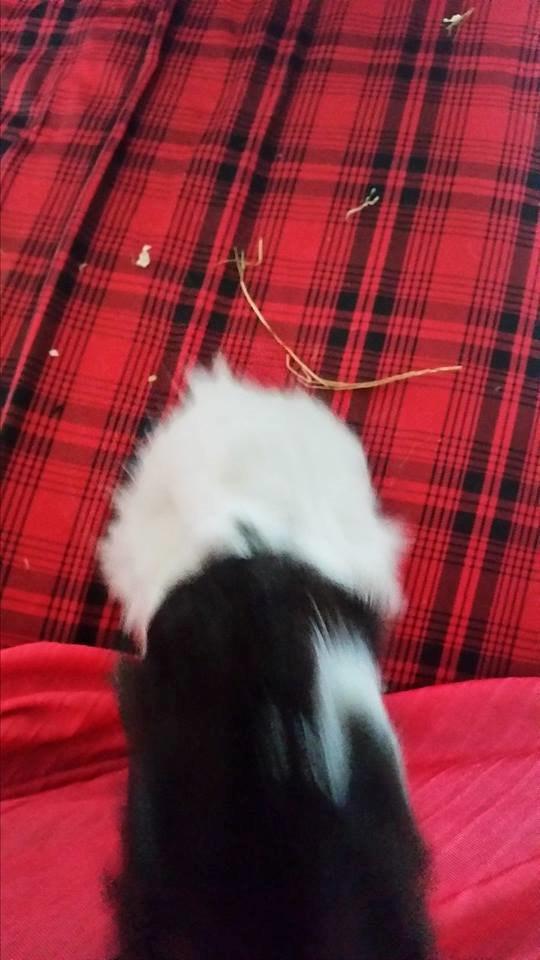 Marsvin Yang R.I.P billede 3