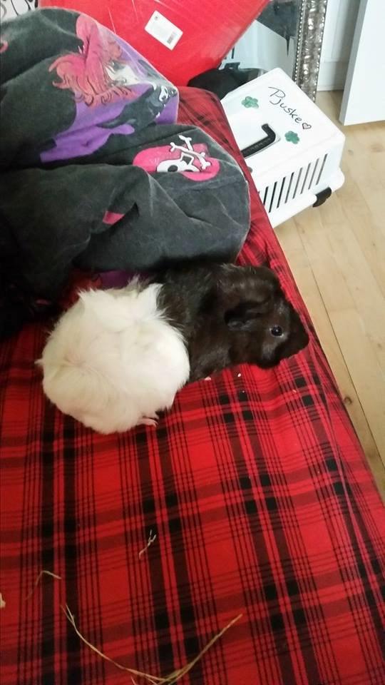 Marsvin Yang R.I.P billede 7