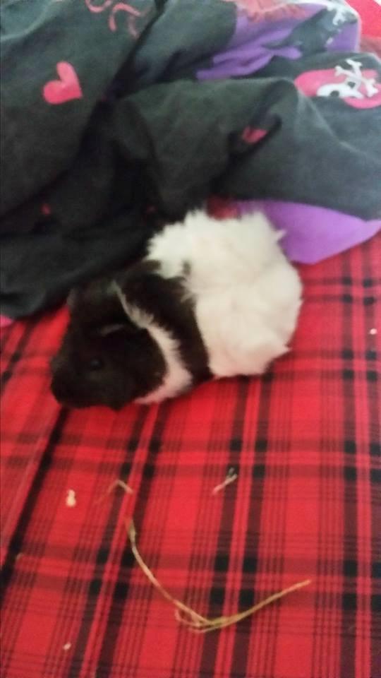 Marsvin Yang R.I.P billede 8