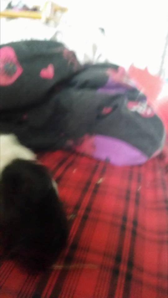 Marsvin Yang R.I.P billede 9