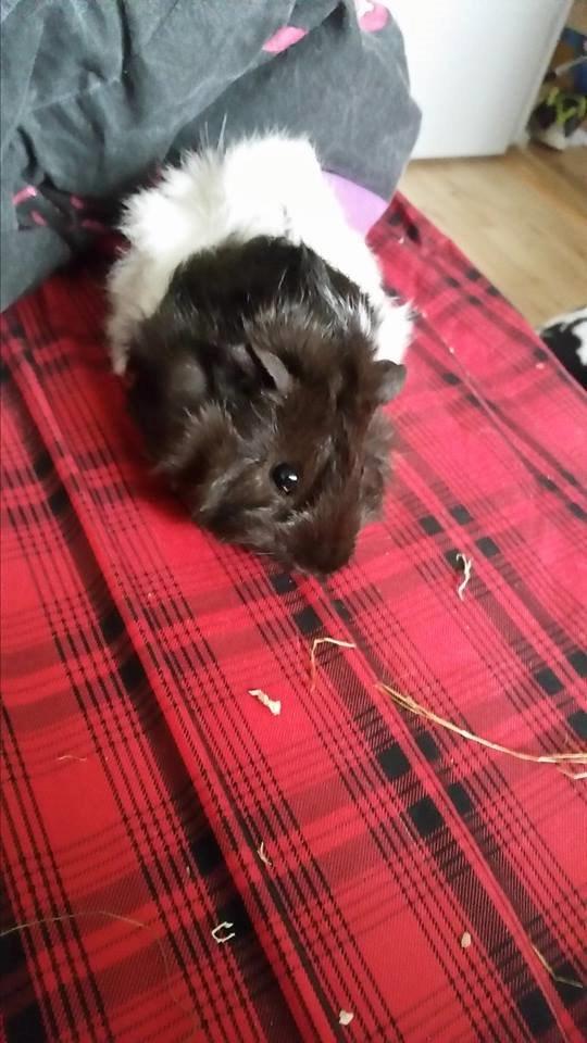 Marsvin Yang R.I.P billede 6