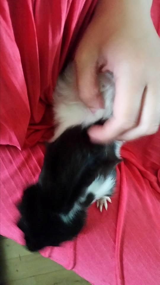 Marsvin Yang R.I.P billede 10