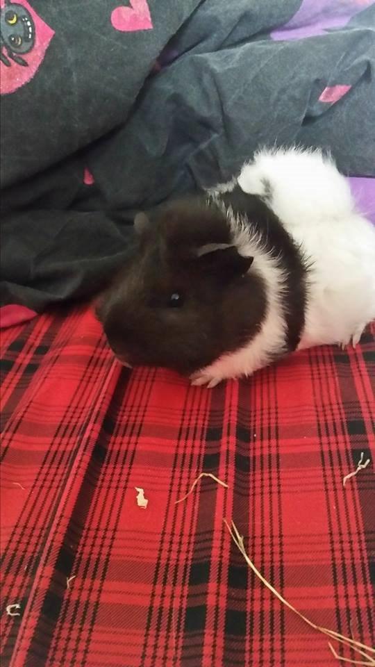 Marsvin Yang R.I.P billede 11