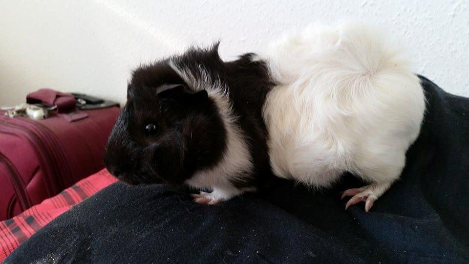 Marsvin Yang R.I.P billede 1