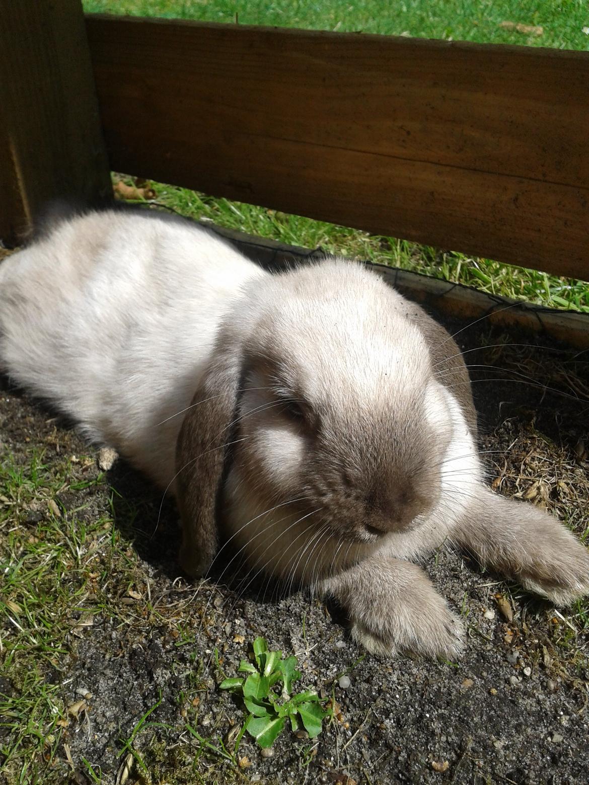 Kanin Dværgvædder Emma *SOLGT! :-(* billede 1