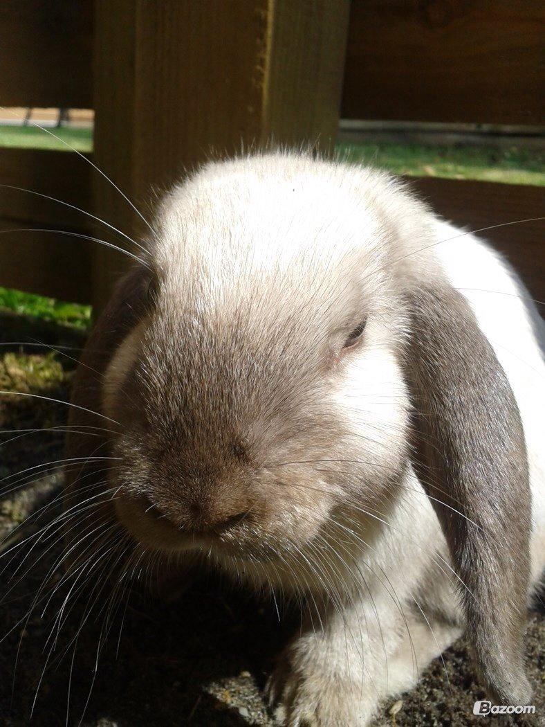 Kanin Dværgvædder Emma *SOLGT! :-(* billede 2