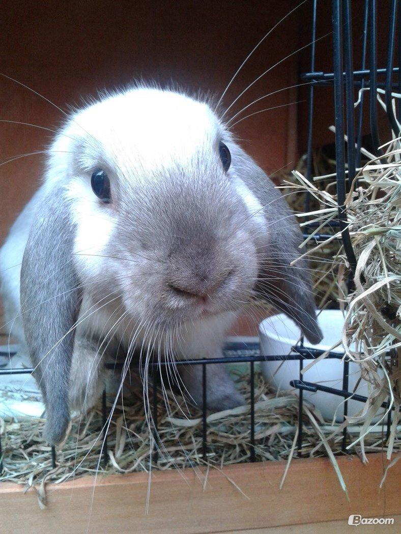 Kanin Dværgvædder Emma *SOLGT! :-(* billede 3