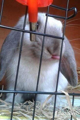 Kanin Dværgvædder Emma *SOLGT! :-(* billede 4