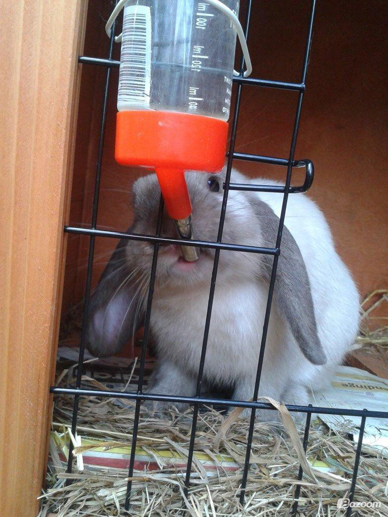 Kanin Dværgvædder Emma *SOLGT! :-(* billede 5