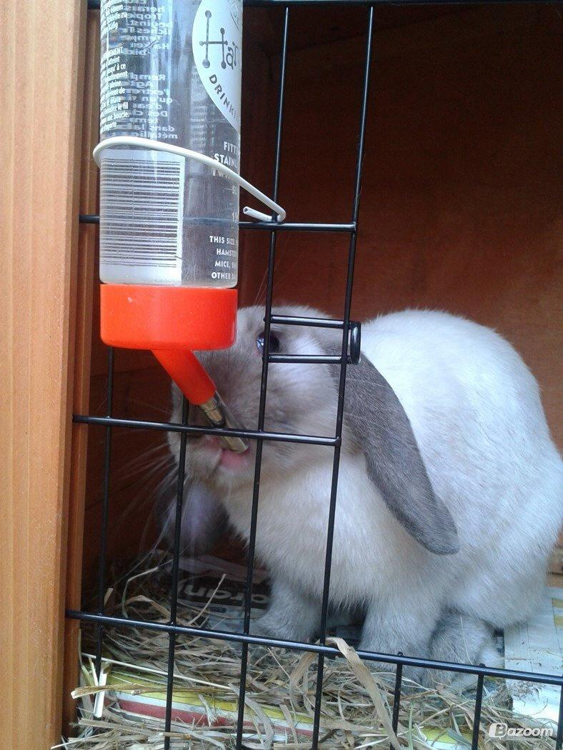 Kanin Dværgvædder Emma *SOLGT! :-(* billede 6