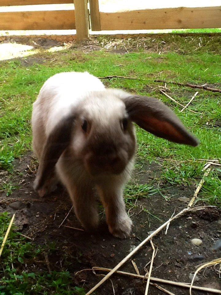 Kanin Dværgvædder Emma *SOLGT! :-(* billede 7
