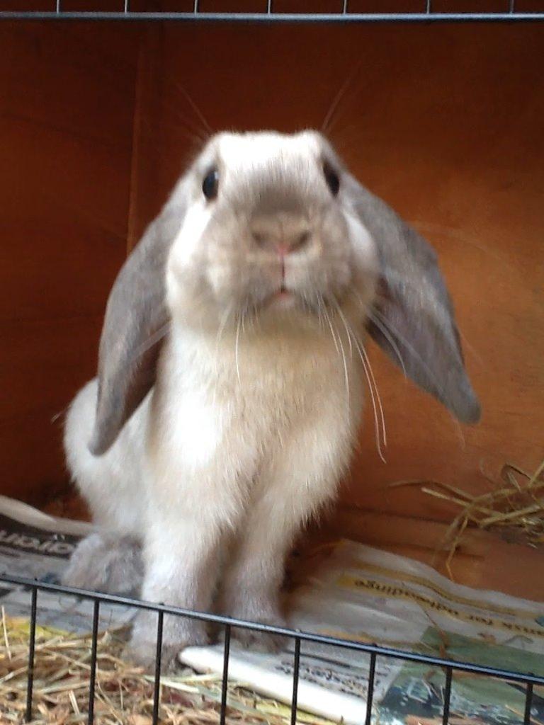 Kanin Dværgvædder Emma *SOLGT! :-(* billede 9