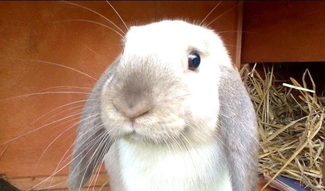 Kanin Dværgvædder Emma *SOLGT! :-(* billede 10
