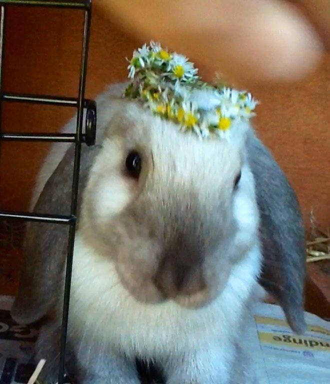 Kanin Dværgvædder Emma *SOLGT! :-(* billede 11