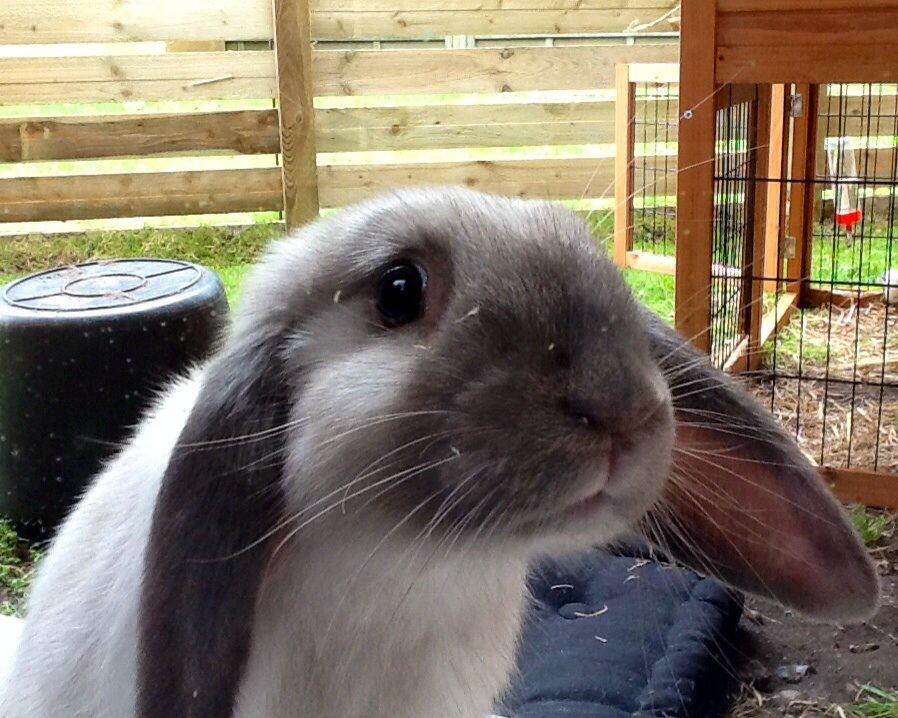 Kanin Dværgvædder Emma *SOLGT! :-(* billede 12