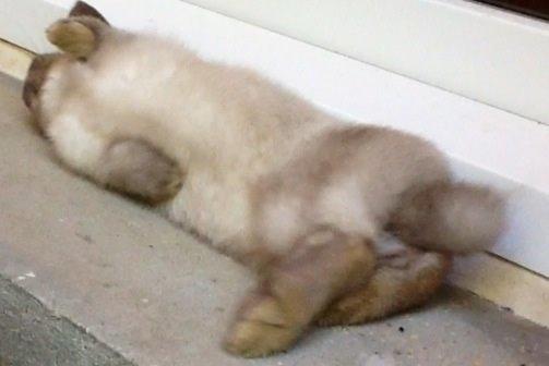 Kanin Dværgvædder Emma *SOLGT! :-(* billede 13