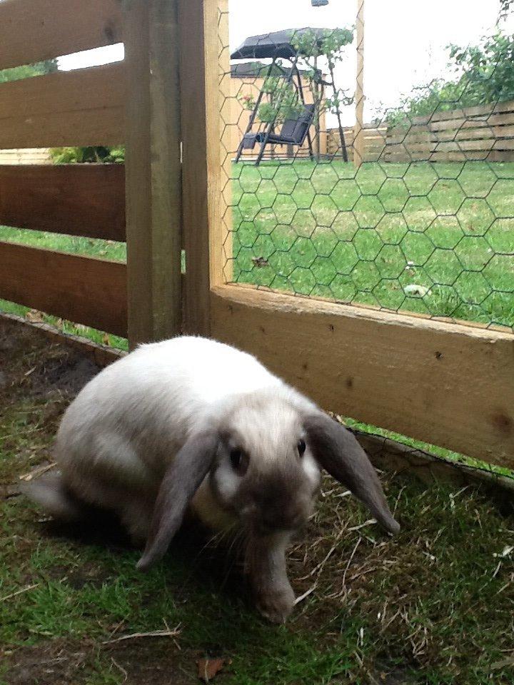 Kanin Dværgvædder Emma *SOLGT! :-(* billede 14