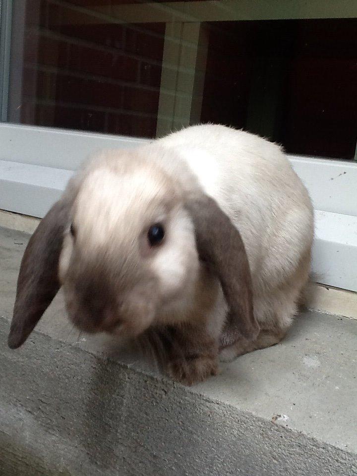 Kanin Dværgvædder Emma *SOLGT! :-(* billede 15