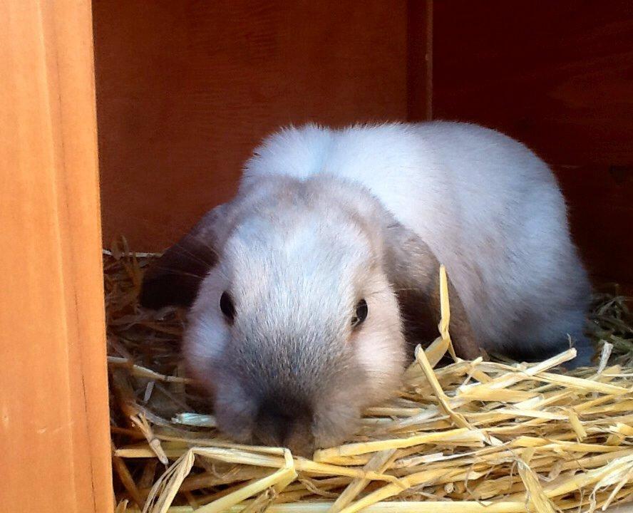 Kanin Dværgvædder Emma *SOLGT! :-(* billede 16