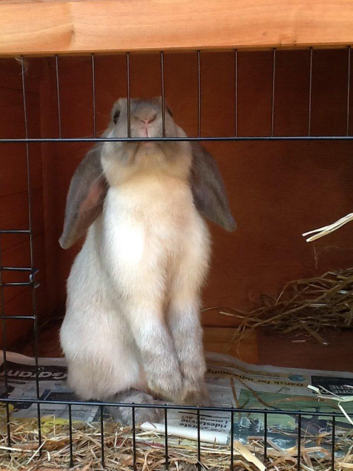 Kanin Dværgvædder Emma *SOLGT! :-(* billede 17