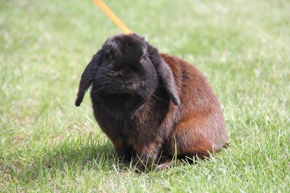 Kanin Hyacintias Max billede 1