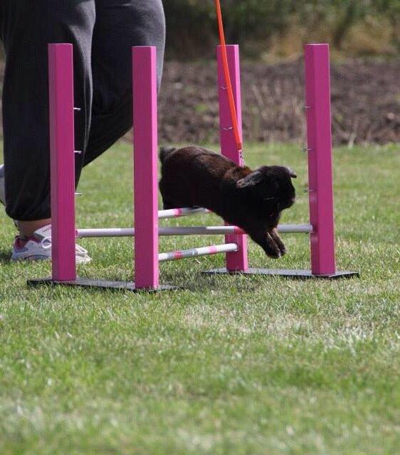 Kanin Hyacintias Max billede 3