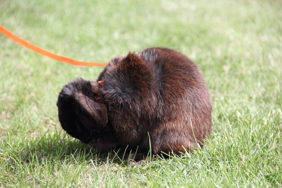 Kanin Hyacintias Max billede 2