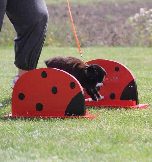 Kanin Hyacintias Max billede 4