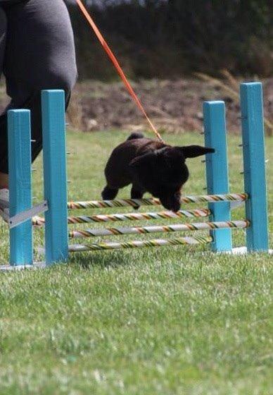 Kanin Hyacintias Max billede 5