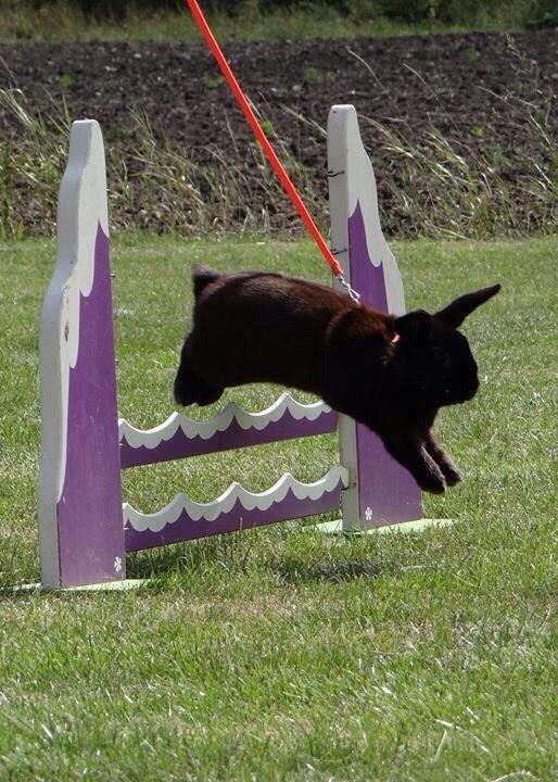 Kanin Hyacintias Max billede 6