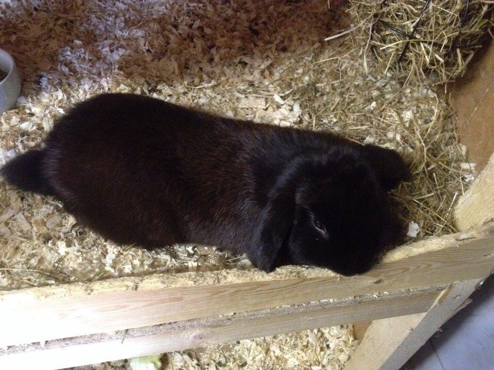 Kanin Hyacintias Max billede 8