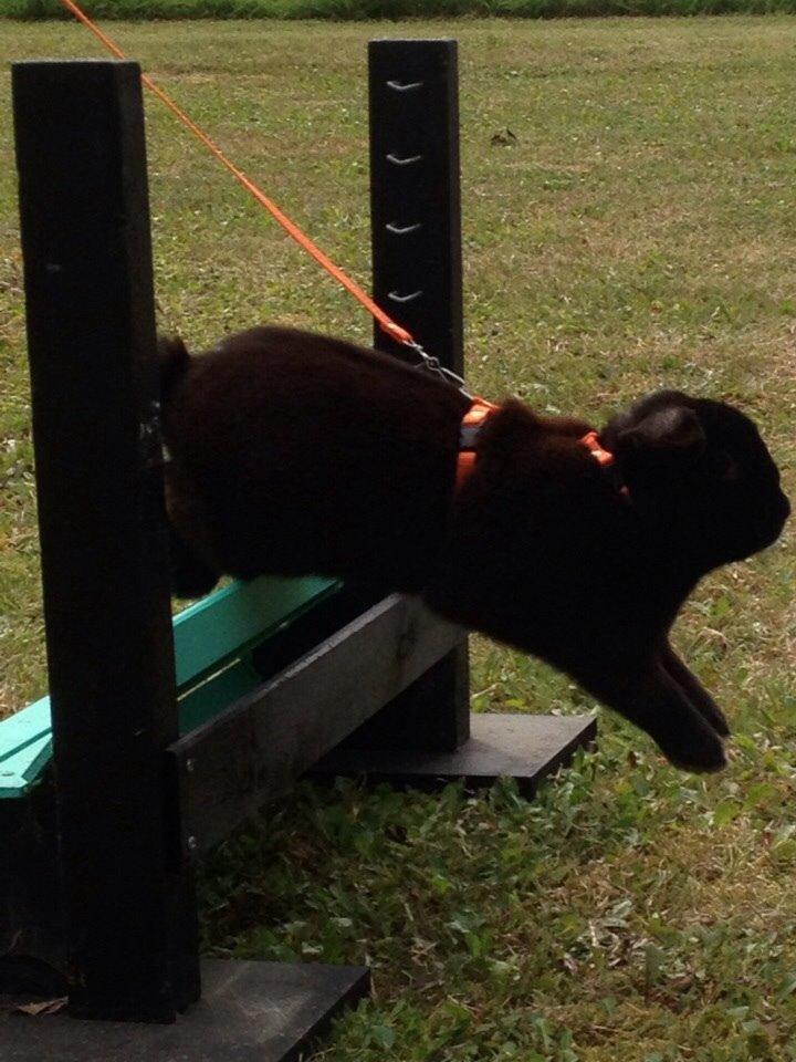 Kanin Hyacintias Max billede 9