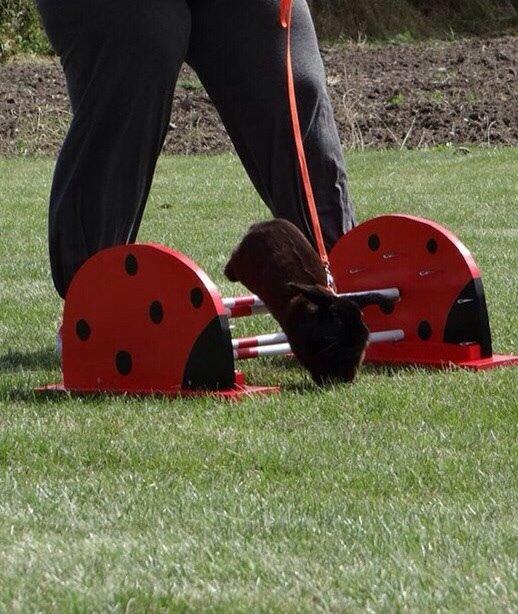 Kanin Hyacintias Max billede 7