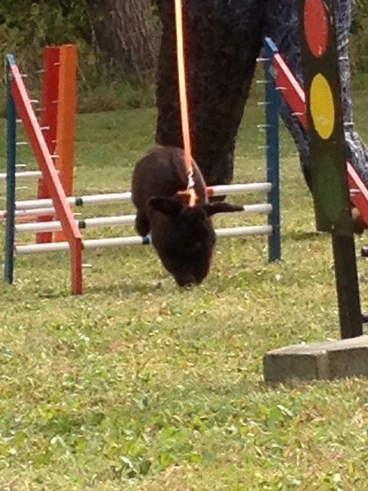 Kanin Hyacintias Max billede 10