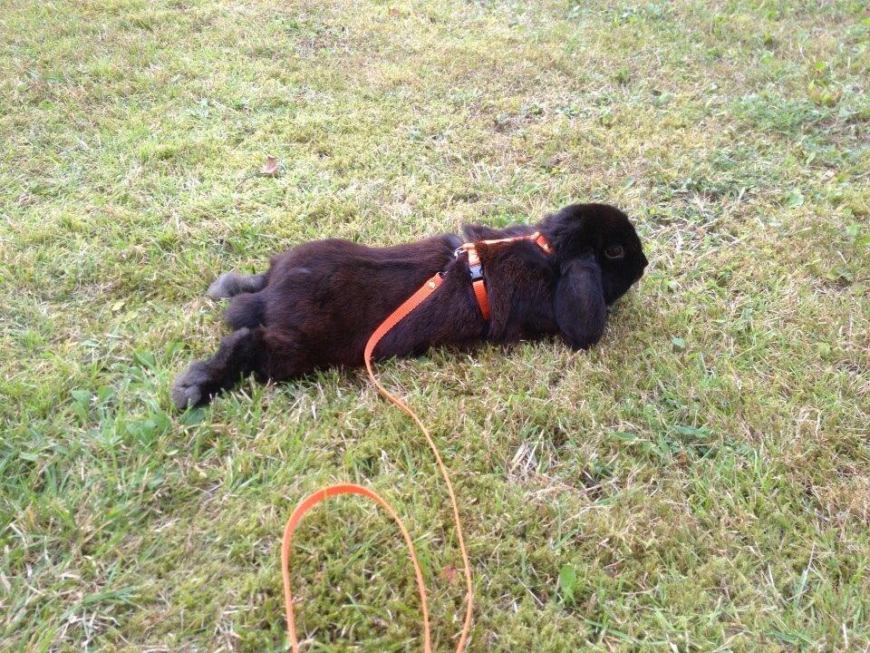 Kanin Hyacintias Max billede 11