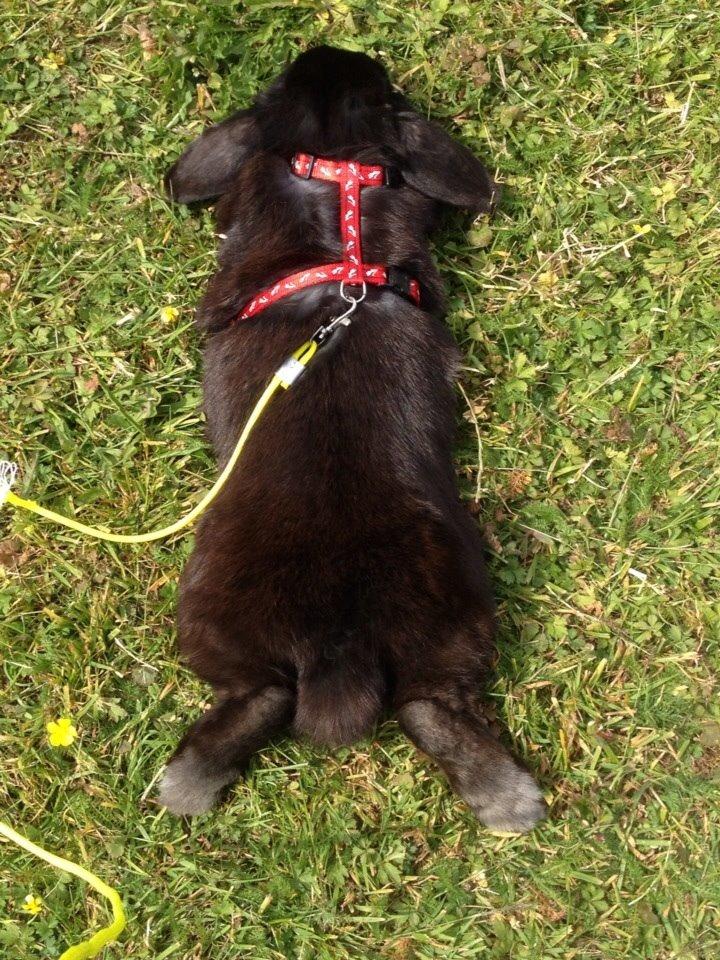 Kanin Hyacintias Max billede 12