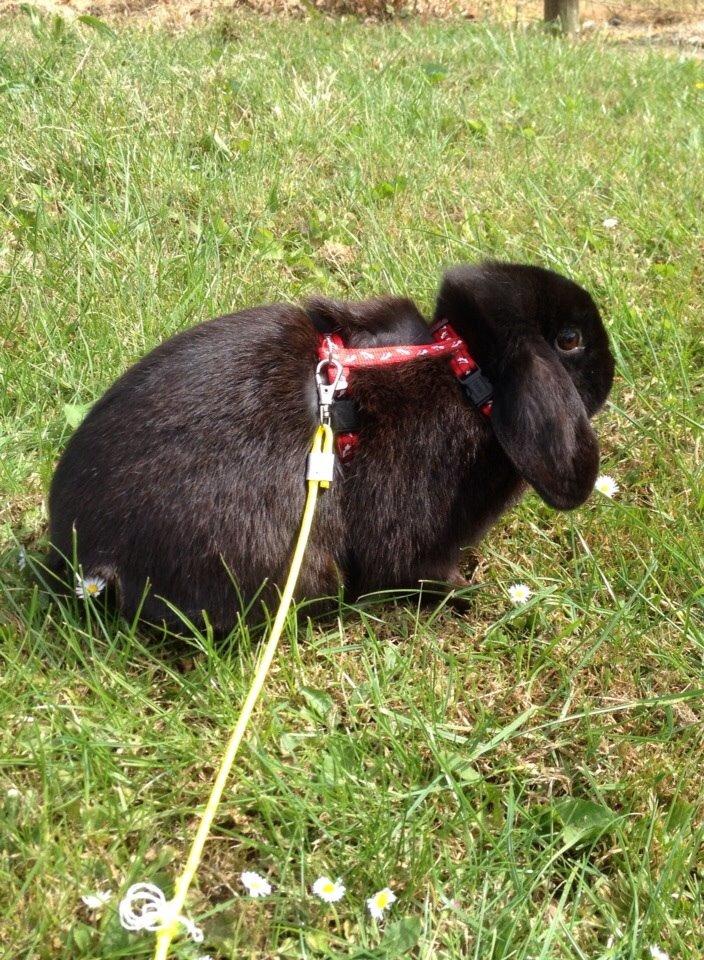 Kanin Hyacintias Max billede 14