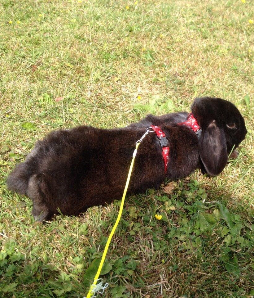 Kanin Hyacintias Max billede 13