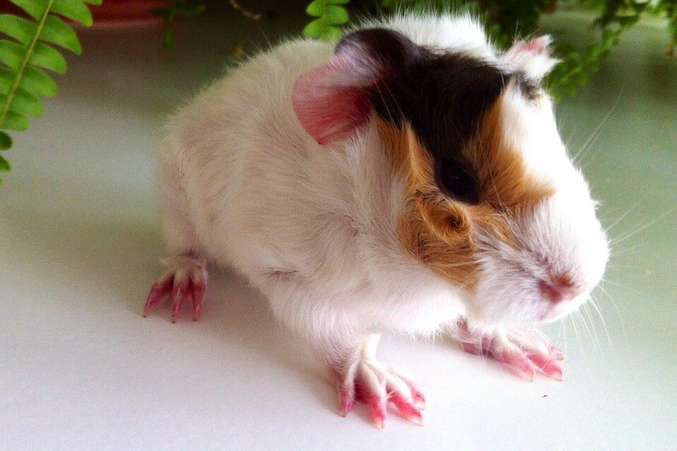 Marsvin Emma billede 1