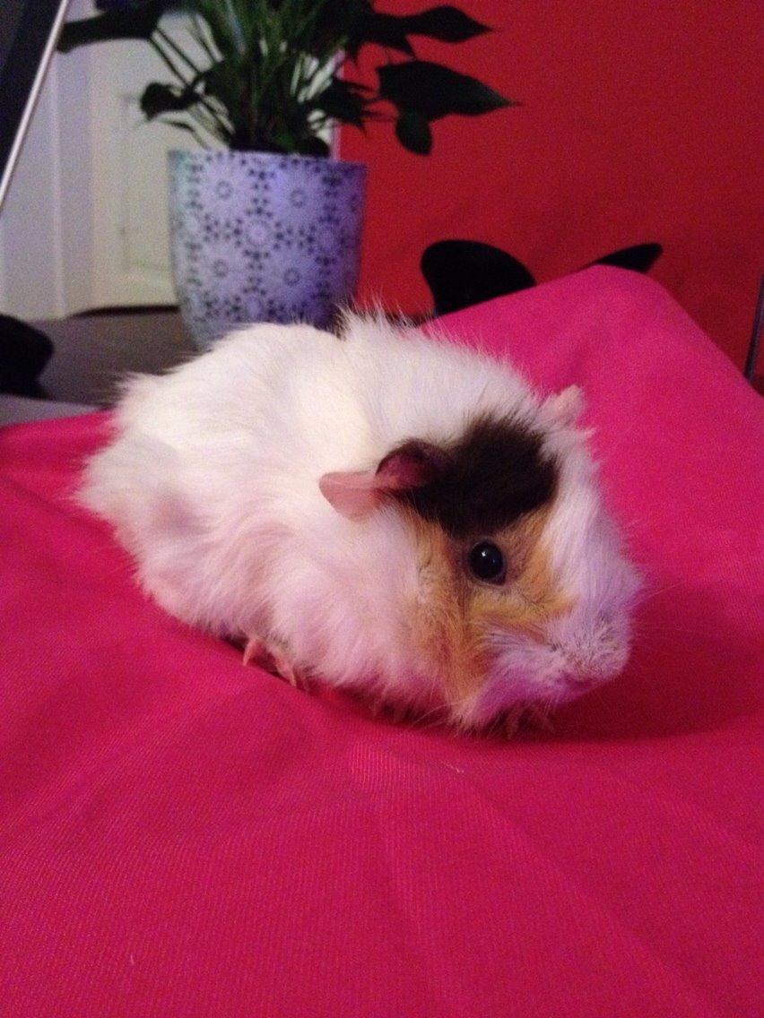 Marsvin Emma billede 2