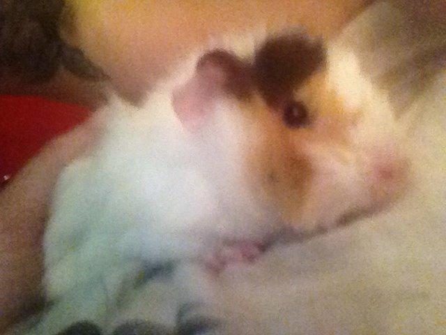 Marsvin Emma billede 4