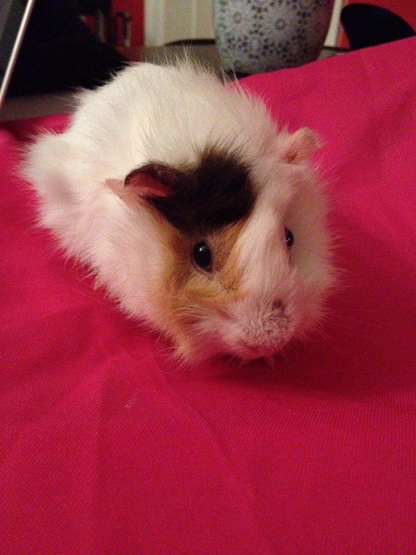 Marsvin Emma billede 3