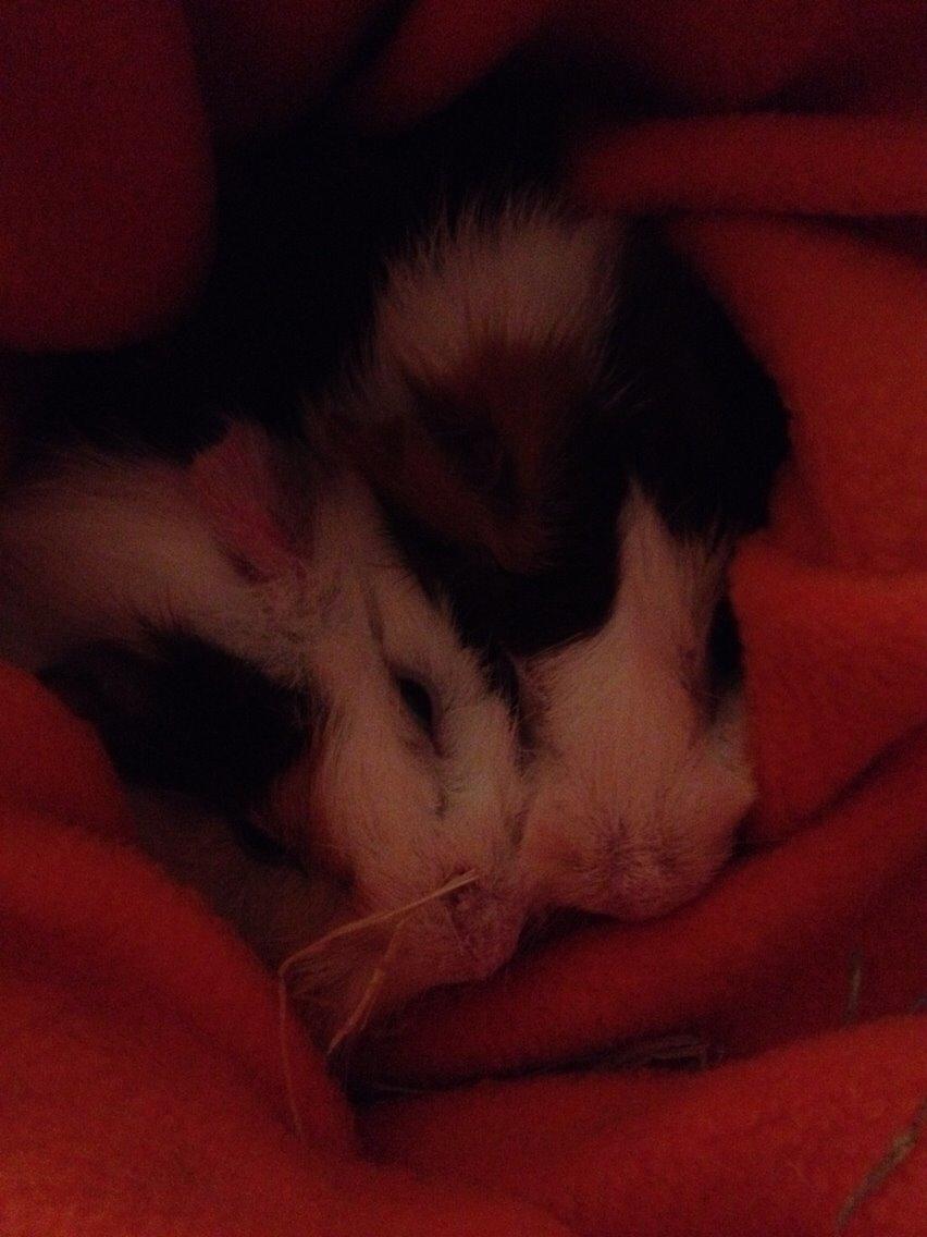 Marsvin Emma billede 5