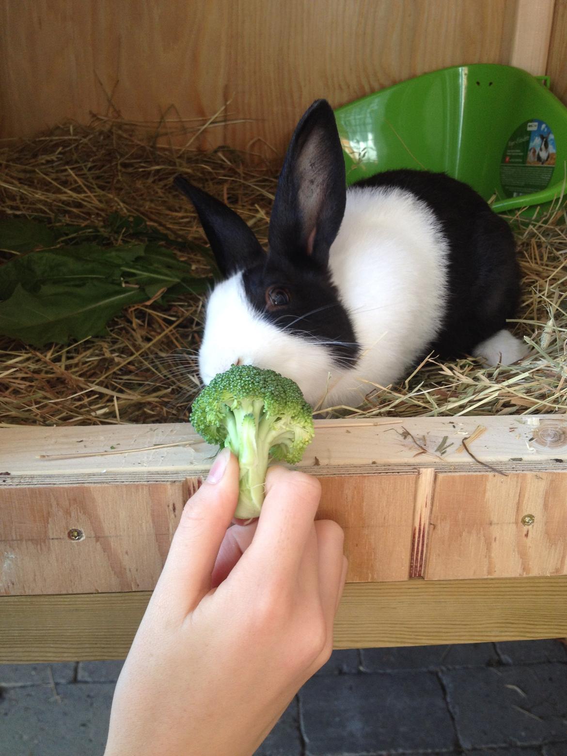 Kanin Hollænder - Stald Harbo´s Cosmo billede 3