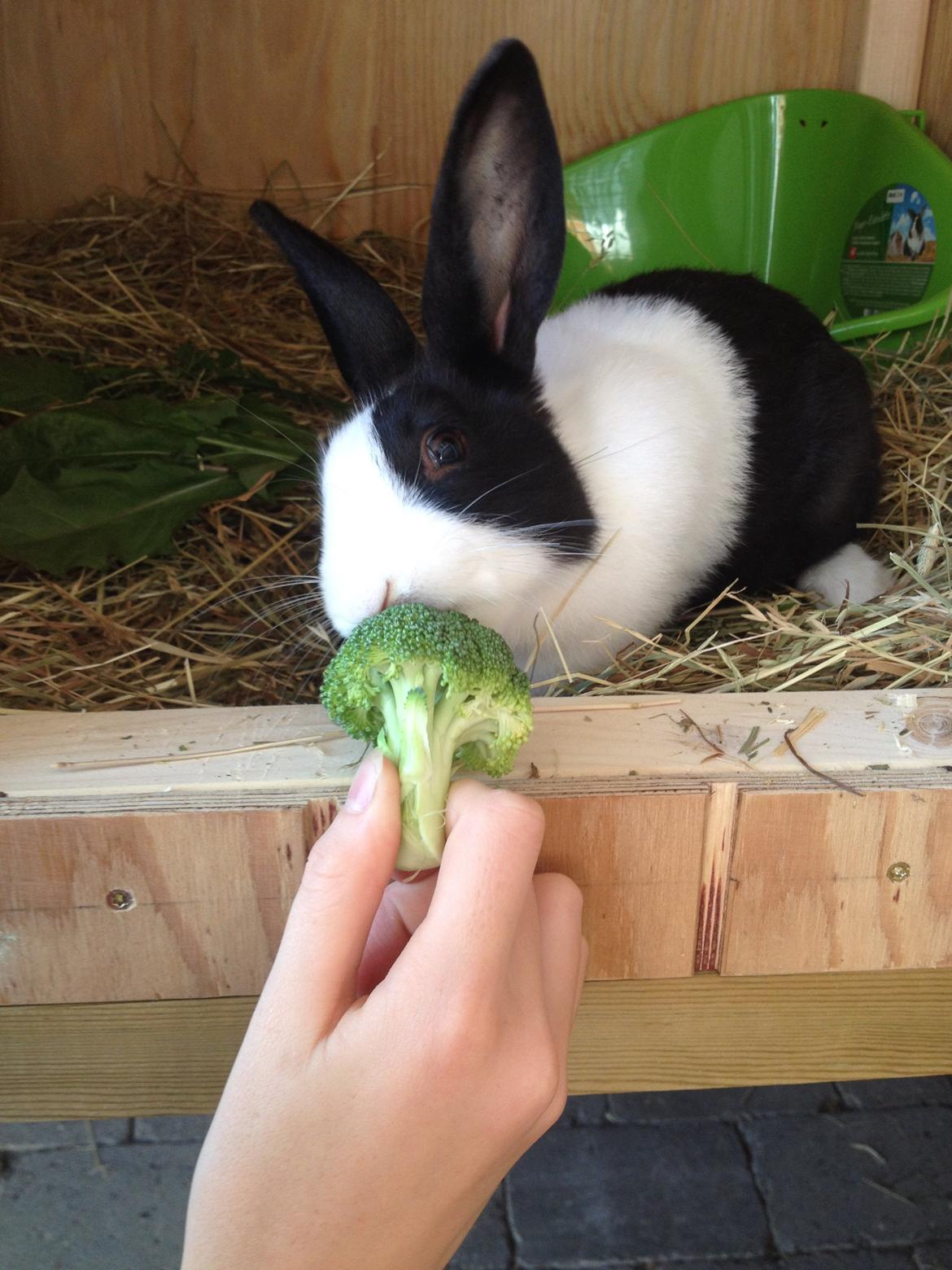 Kanin Hollænder - Stald Harbo´s Cosmo billede 2